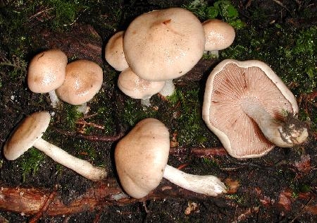 Hebeloma crustuliniforme